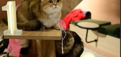 اختيار ملكة جمال القطط في أربيل