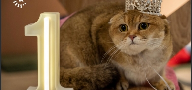 Li Hewlêrê pêşbirka şaciwana pisîkan