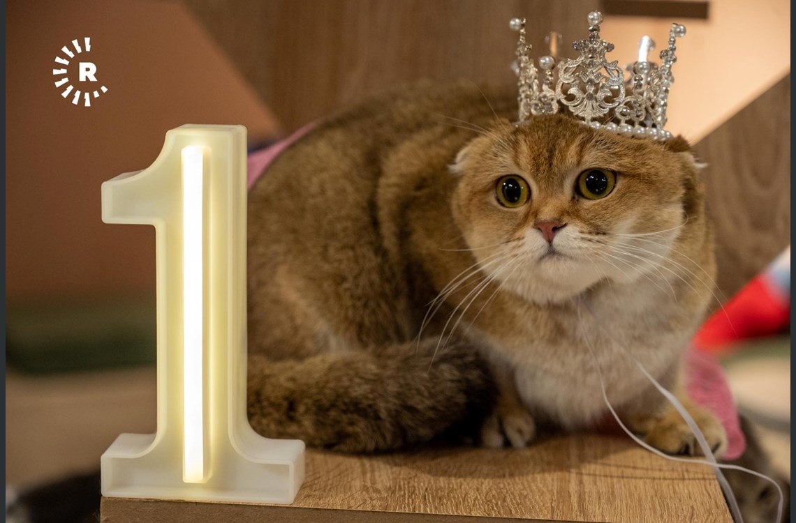 Li Hewlêrê pêşbirka şaciwana pisîkan