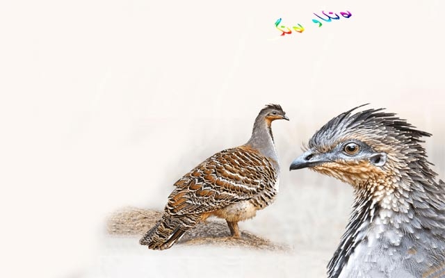 عینادترین باڵندە