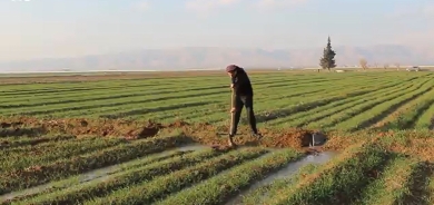 Hişkesaliyê bandoreke nerênî li çandiniya Rojavayê Kurdistanê kiriye