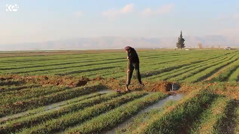 Hişkesaliyê bandoreke nerênî li çandiniya Rojavayê Kurdistanê kiriye