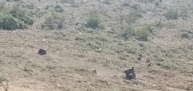 Daristaneke Efrînê bi temamî ji aliyê çekdaran ve hatiye birrîn