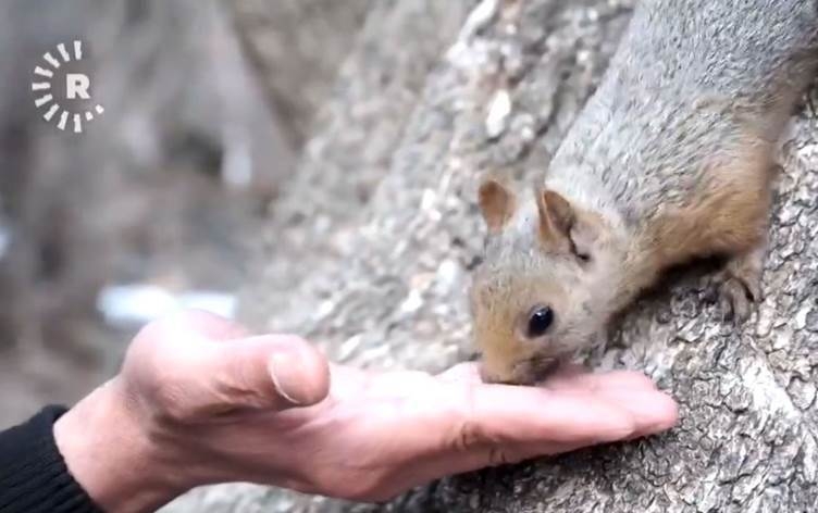 Sevoriyê kovî bi destê xwe xwedî dike