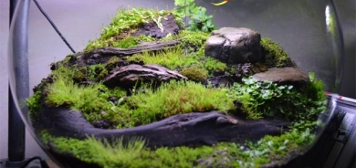 باخچەی بچووك كراوە