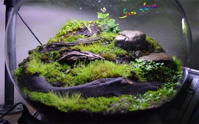 باخچەی بچووك كراوە