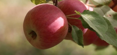 في كوردستان.. 