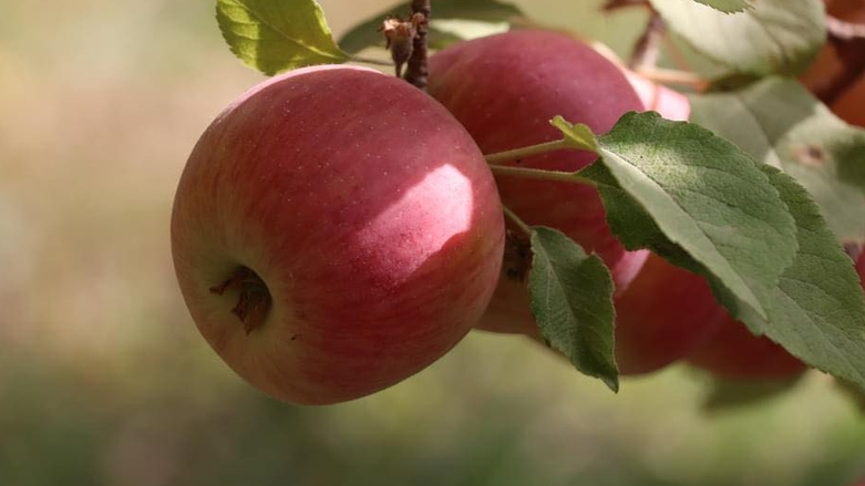 في كوردستان.. 