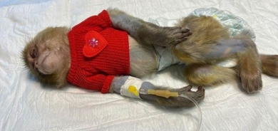 Ji jina xwe hêrs bû meymûn serxweş kir û îşkence lê kir