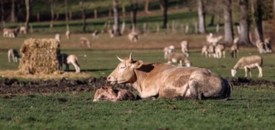 ‘A wake-up call for the industry’: Meat production in France under scrutiny amid climate change