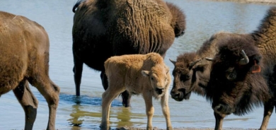 ما دلالات تعرّض البشر لهجمات الحيوانات؟