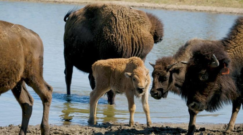 ما دلالات تعرّض البشر لهجمات الحيوانات؟