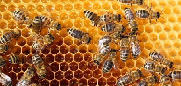 صغار النحل تتعلم بمساعدة رفاقها الكبار