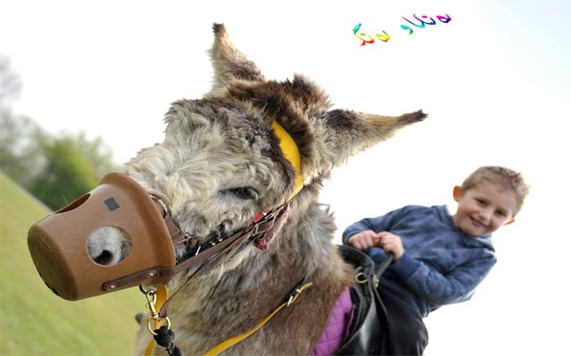 قوتابخانەیەك بۆ فێربوونی سوارچاكی