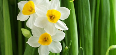 گوڵە نێرگز لە جوانی و جەماوەردا لە لووتكەدایە