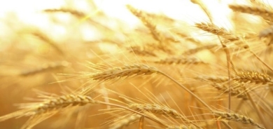 دهوك تتوقع انتاجاً وفيراً من القمح هذا العام