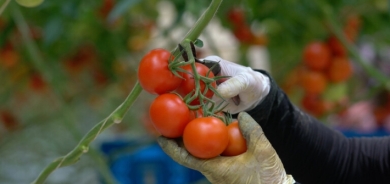 دراسة: النباتات المجهدة 