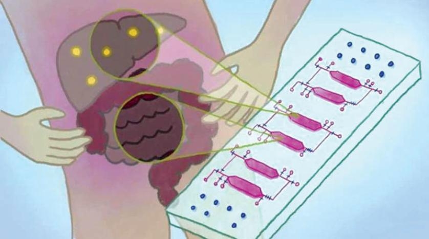 «شريحة» تحاكي الأمعاء والكبد لفهم الأمراض