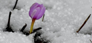 Li Qersê kûlîlkên mizginiya biharê vebûn