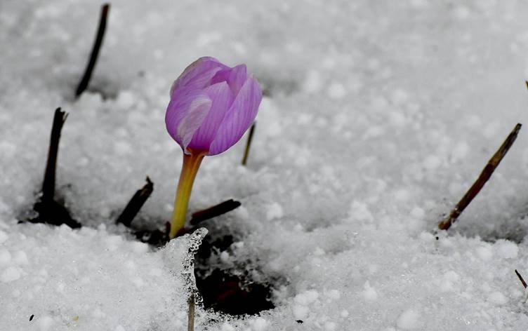 Li Qersê kûlîlkên mizginiya biharê vebûn