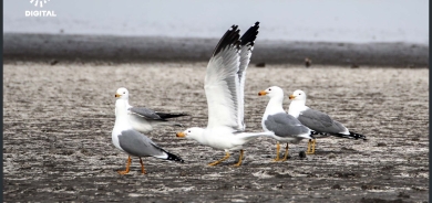 Li bakurê Çiyayê Agiriyê 200 curên çivîkan hatin tomarkirin