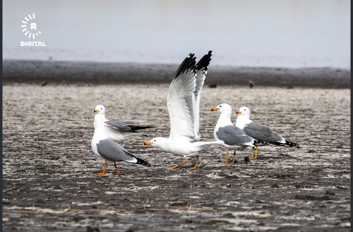 Li bakurê Çiyayê Agiriyê 200 curên çivîkan hatin tomarkirin