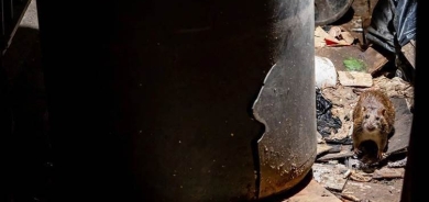 Li New Yorkê dijî mişkan bi fermî şer hat ragihandin