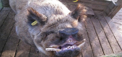 ناشیرنترین و ناحەزترین گیاندار