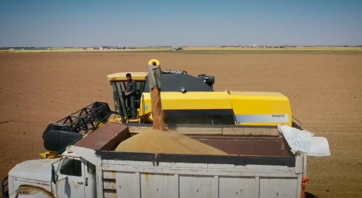 زراعة كوردستان تتوقع تسليم أكثر من 500 ألف طن القمح للصوامع هذا العام