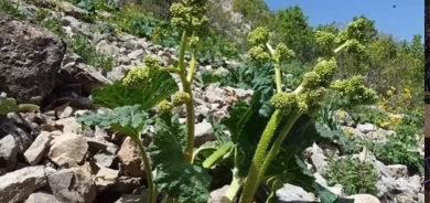لطعمها اللذيذ وفوائدها الصحية .. إقبال كبير على النباتات البرية الطبيعية في كوردستان .