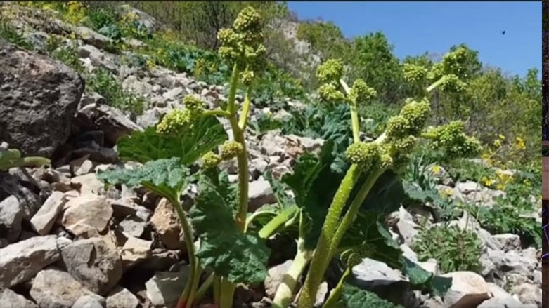 لطعمها اللذيذ وفوائدها الصحية .. إقبال كبير على النباتات البرية الطبيعية في كوردستان .