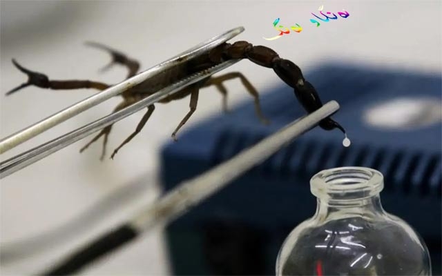 ژەهـری دووپـشك