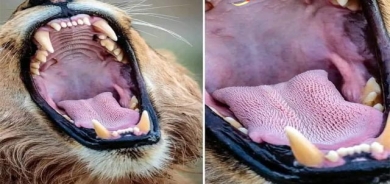 دیمەنە سەیرەكان  زمانی شێر بە سەدان دڕكی ڕەق داپۆشراوە و دووەم بەهـێزترین زمــانە لە جیهاندا، ئەم