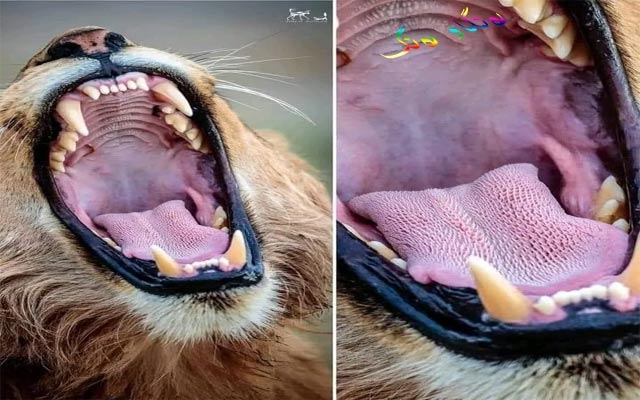 دیمەنە سەیرەكان  زمانی شێر بە سەدان دڕكی ڕەق داپۆشراوە و دووەم بەهـێزترین زمــانە لە جیهاندا، ئەم