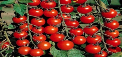 شتڵە تەماتەیەكی  پڕ بەرەكەت