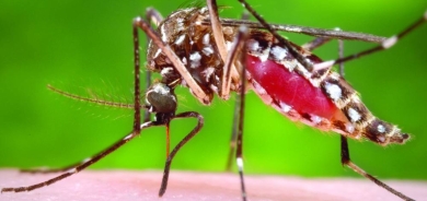 الصابون قد يجعل البشر أكثر جاذبية للبعوض