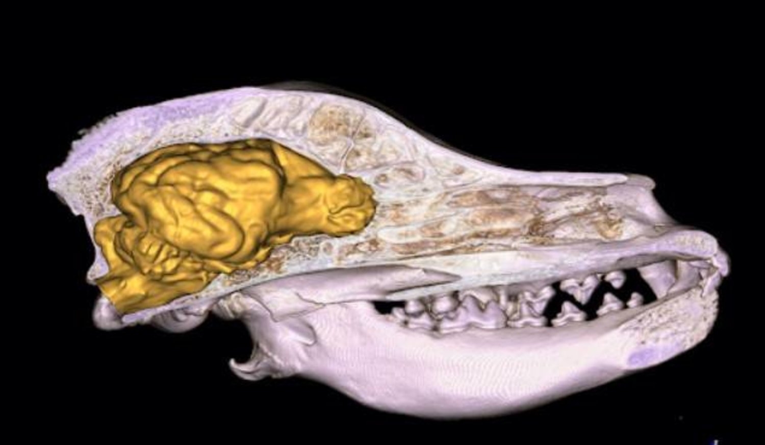 علماء: أدمغة الكلاب تكبر بشكل غير متوقع