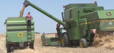 Tê pêşbînîkirin li Rojavayê Kurdistanê 1 milyon ton genim bê berhemanîn