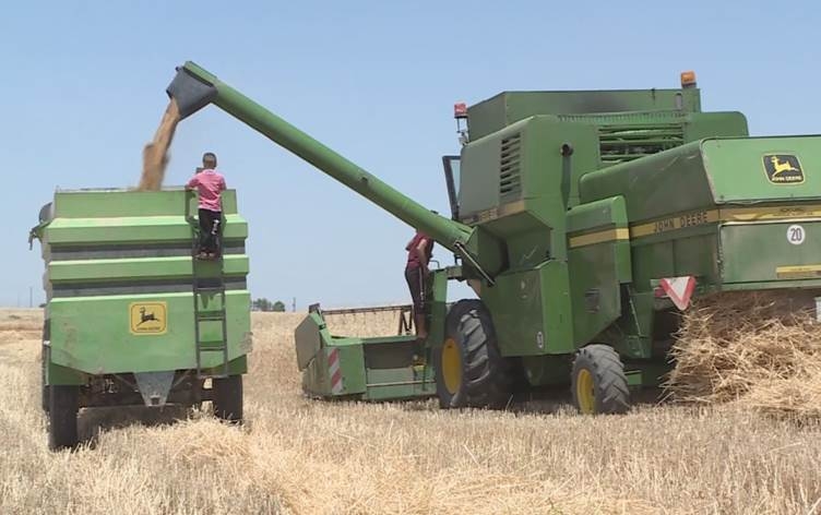 Tê pêşbînîkirin li Rojavayê Kurdistanê 1 milyon ton genim bê berhemanîn