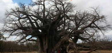 درەختە بە تەمەنەكان