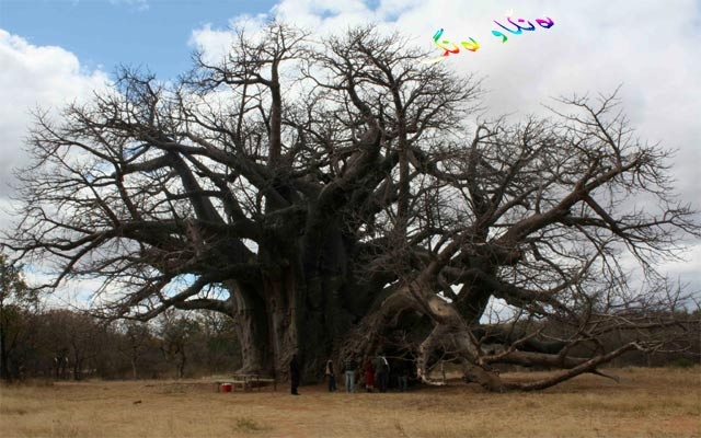 درەختە بە تەمەنەكان