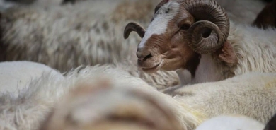 Ministry of Agriculture Implements Urgent Measures to Prevent Spread of Hemorrhagic Fever