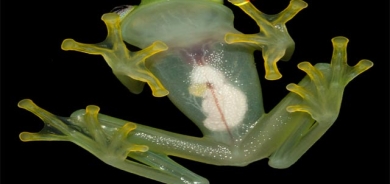 بۆقی ڕوون و شووشەیی