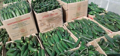 حكومة كوردستان تحظر استيراد الخيار دعماً للإنتاج المحلي