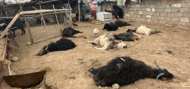 Li Hewlêrê kûçikên bêxwedî êrişî pez kir û 15 serî mî û bizin kuştin