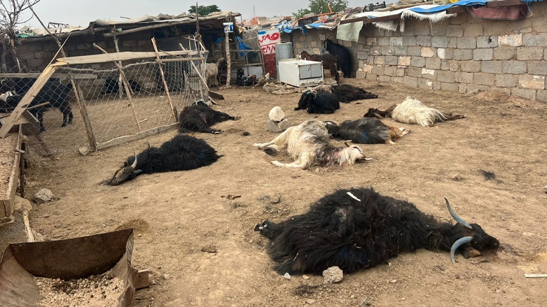 Li Hewlêrê kûçikên bêxwedî êrişî pez kir û 15 serî mî û bizin kuştin