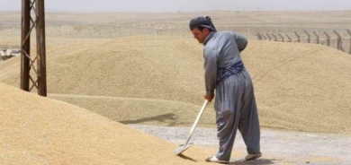 وزارة زراعة الإقليم تعترض على الحصة المقررة من بغداد لتسويق قمح كوردستان