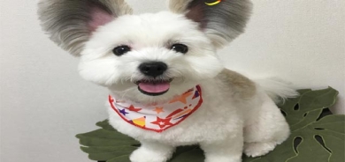 سەگی شێوە مشك