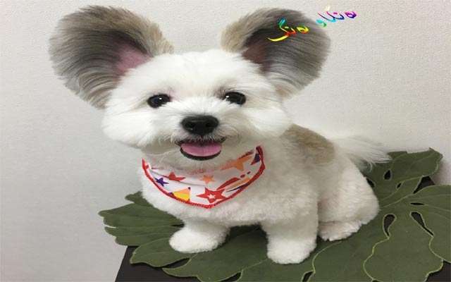 سەگی شێوە مشك