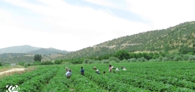 Ji sedî 62 a şilîka Îranê li Sine tê berhemanîn